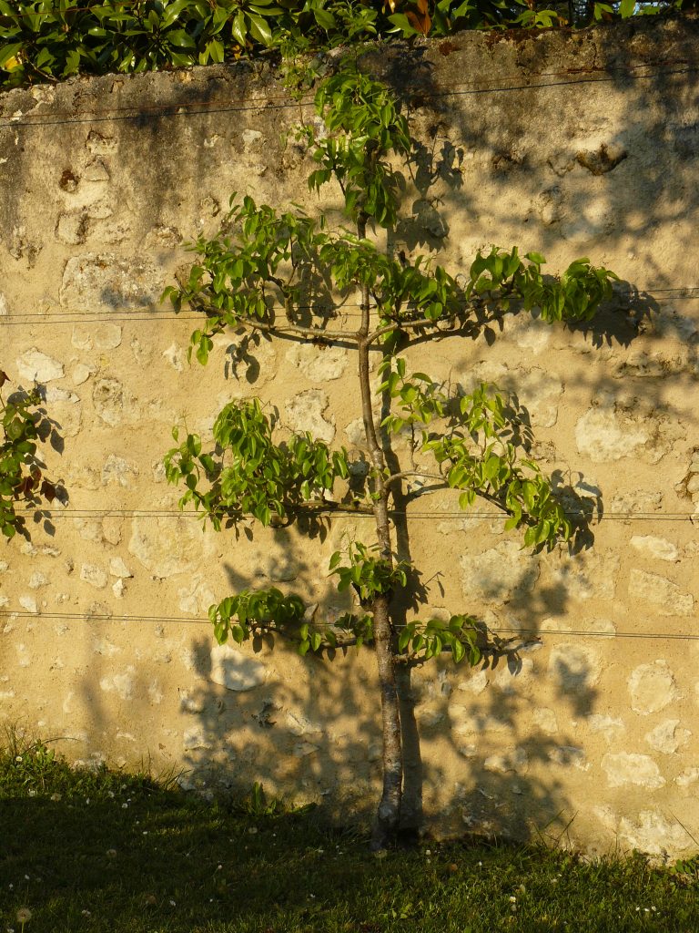 Photo d'un poirier en espalier 